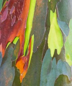 Brighter Blooms Rainbow Eucalyptus Tree