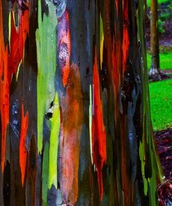 Brighter Blooms Rainbow Eucalyptus Tree