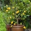 Brighter Blooms Eureka Lemon Tree Fruit Trees