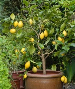 Brighter Blooms Eureka Lemon Tree Fruit Trees
