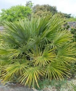 Brighter Blooms Palm Trees European Fan Palm Tree