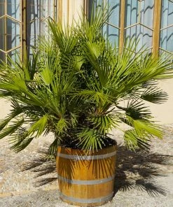Brighter Blooms Palm Trees European Fan Palm Tree