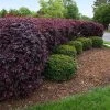 Brighter Blooms Ever Red Loropetalum Shrub Shrubs & Hedges