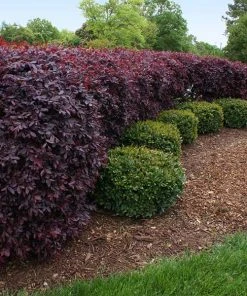 Brighter Blooms Ever Red Loropetalum Shrub Shrubs & Hedges