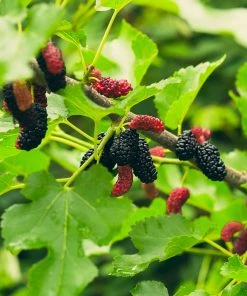 Brighter Blooms Everbearing Mulberry Tree Fruit Trees