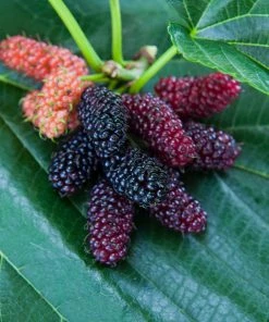 Brighter Blooms Everbearing Mulberry Tree Fruit Trees