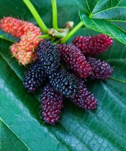 Brighter Blooms Everbearing Mulberry Tree Fruit Trees