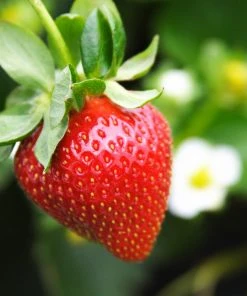 Brighter Blooms Everbearing Strawberry Plant Fruit Trees