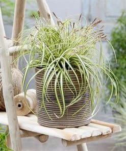 Brighter Blooms Carex Evergold (Japanese Sedge)