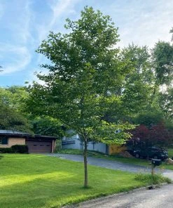 BrighterBlooms.com EXCLAMATION!™ London Planetree