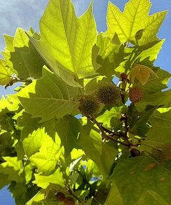 BrighterBlooms.com EXCLAMATION!™ London Planetree