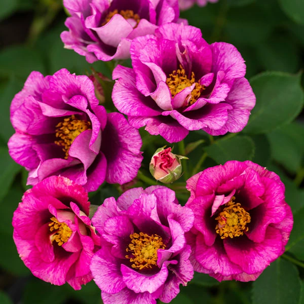 Brighter Blooms Eyeconic® Plum Lemonade Rose 1 Brighter Blooms Eyeconic® Plum Lemonade Rose