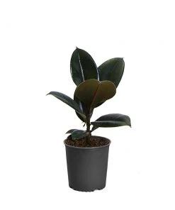 Brighter Blooms House & Patio Rubber Tree Plant