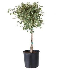 Brighter Blooms Variegated Ficus Triangularis Tree SHOP ALL