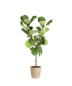 Brighter Blooms SHOP ALL Fiddle-Leaf Fig Tree