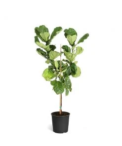 Brighter Blooms SHOP ALL Fiddle-Leaf Fig Tree