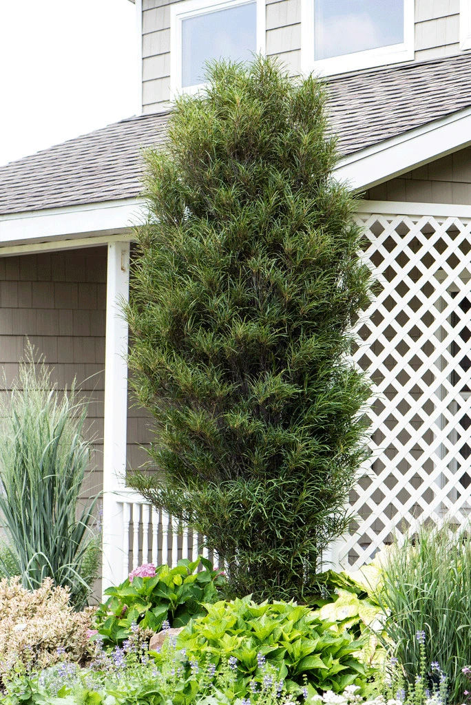 Brighter Blooms Fine Line® Buckthorn Standard Tree 3 Brighter Blooms Fine Line® Buckthorn Standard Tree