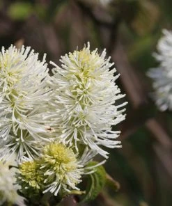 Brighter Blooms Shrubs & Hedges Mount Airy Fothergilla