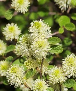 Brighter Blooms Shrubs & Hedges Mount Airy Fothergilla