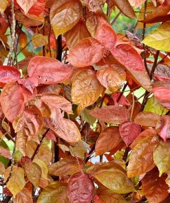Brighter Blooms Shrubs & Hedges Mount Airy Fothergilla
