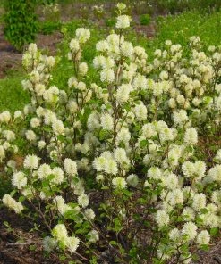Brighter Blooms Shrubs & Hedges Mount Airy Fothergilla