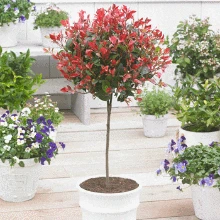 Brighter Blooms SHOP ALL Fraser Photinia Tree