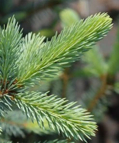 Brighter Blooms Fat Albert Colorado Blue Spruce Evergreen & Privacy