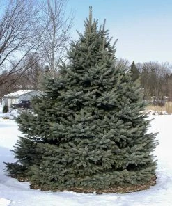 Brighter Blooms Fat Albert Colorado Blue Spruce Evergreen & Privacy