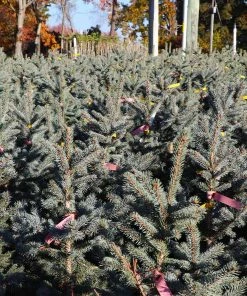 Brighter Blooms Fat Albert Colorado Blue Spruce Evergreen & Privacy