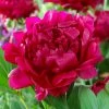 Brighter Blooms Felix Crousse Peony Perennials