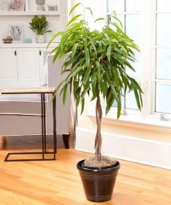 Brighter Blooms Ficus Alii Braid Plant