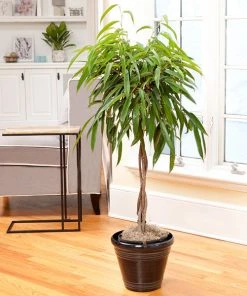 Brighter Blooms Ficus Alii Braid Plant