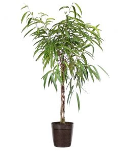 Brighter Blooms Ficus Alii Braid Plant