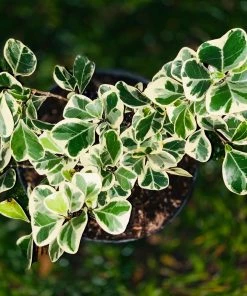 Brighter Blooms Variegated Ficus Triangularis Tree SHOP ALL