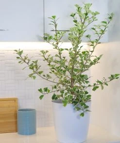 Brighter Blooms SHOP ALL Ficus Triangularis