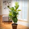 Brighter Blooms SHOP ALL Fiddle-Leaf Fig Tree