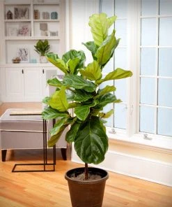 Brighter Blooms SHOP ALL Fiddle-Leaf Fig Tree