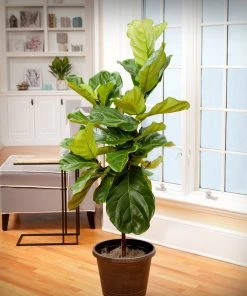 Brighter Blooms Monstera Deliciosa And Fiddle Leaf Fig Combo House & Patio