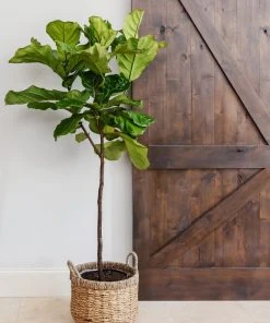 Brighter Blooms SHOP ALL Fiddle-Leaf Fig Tree