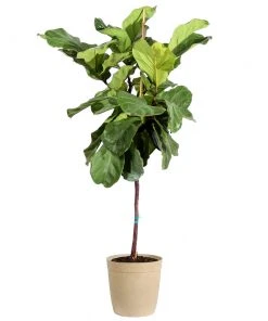 Brighter Blooms SHOP ALL Fiddle-Leaf Fig Tree