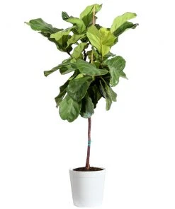Brighter Blooms SHOP ALL Fiddle-Leaf Fig Tree