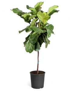 Brighter Blooms SHOP ALL Fiddle-Leaf Fig Tree