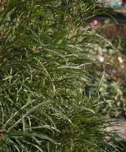 Brighter Blooms Fine Line® Buckthorn Shrub Shrubs & Hedges