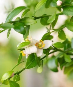 Brighter Blooms New Trees Australian Finger Lime Tree