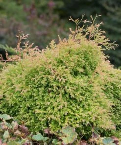 Brighter Blooms Fire Chief™ Thuja Shrub Evergreen & Privacy