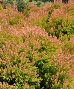 Brighter Blooms Fire Chief™ Thuja Shrub Evergreen & Privacy