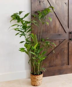 Brighter Blooms Fishtail Palm