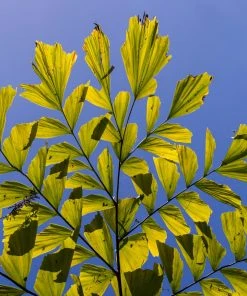 Brighter Blooms Fishtail Palm