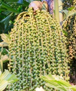Brighter Blooms Fishtail Palm