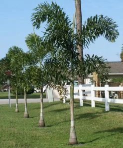 Brighter Blooms Fishtail Palm